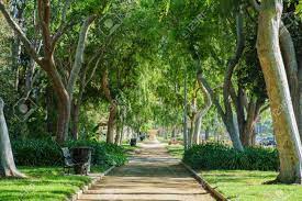 Canon drive, beverly hills, ca 90210. Schone Naturszene Um Beverly Gardens Park In Beverly Hills Kalifornien Lizenzfreie Fotos Bilder Und Stock Fotografie Image 74667091