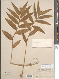 Image result for Phyllanthus taylorianus