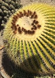 Be careful — the spines can become use the comb to remove any loose spines from the dog's coat. Cactus Finger And Energy Healing The Positive Works