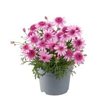 Image result for Argyranthemum frutescens