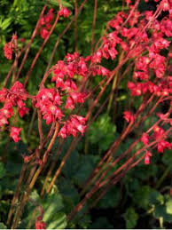 Heuchere Desespoir Du Peintre Sioux Falls Heuchera Sanguinea Le Jardin Du Pic Vert