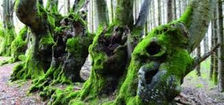 Decouverte Jardinot Le Jardin Du Cheminot Daniel Moquet Reseau De Paysagistes