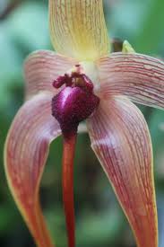 Image result for Bulbophyllum sp. nov