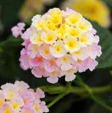 50 Pcs Lantana Camara Plant Five Colors Hydrangea Flower Seeds Package Including 50 Pcs Pack Professional Packing Shipping In 2020 Lantana Lantana Flower Plants