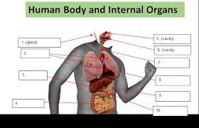 Image result for internal organs