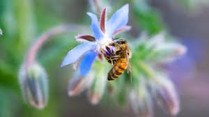 To welcome bees into your garden, you should select the kind of flowers that attract them. Best Plants For Bees Flowers For Pollinators Sunset Magazine