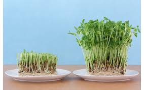 もやし 豆苗 発芽野菜 が長持ちする保存方法 J Wave News
