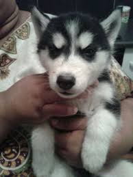 Siberian Husky Puppies Delft Gumtree South Africa 164739886 Husky Puppy Siberian Husky Puppies Husky Puppies For Sale