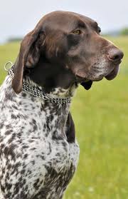 Image result for německý ohař drátosrstý stavba těla