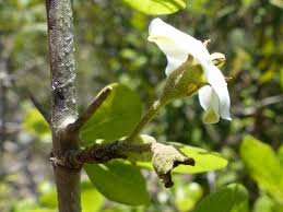 Image result for Catunaregam obovata