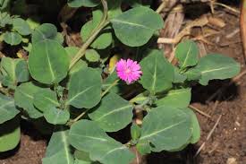 Image result for Lophiocarpaceae