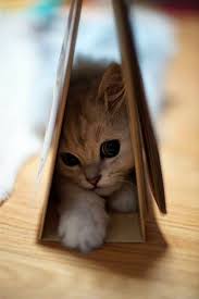 Yaramaz Kucuk Kedi 2020 Cute Kittens Sevimli Kedi Yavrulari Sevimli Kediler