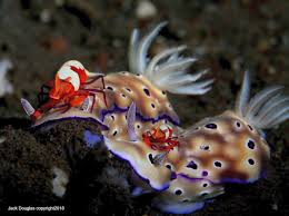 Image result for Corallocarpus schimperi