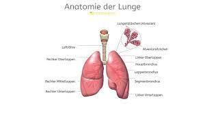 Bullae Lunge Behandlung