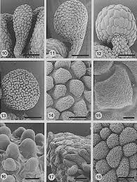 Image result for Xylia torreana