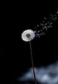 Just A Wind Blow Dandelion Wallpaper Dandelion Art Nature Photography