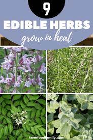 Heat loving herbs such as basil, tarragon. Perennial Herbs 9 Herbs That Grow In The Heat Farmfoodfamily