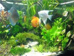 Jika suhu air terlalu dingin, ikan ini mudah terserang penyakit seperti whitespot di badannya. Cara Membuat Aquarium Ikan Hias Air Tawar Untuk Pemula