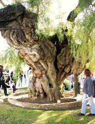 The Oldest Pepper Tree In California Growing At The San Luis Rey Mission In Oceanside Weird Trees Unique Trees Old Trees