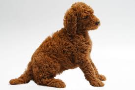 Royal 95 lb black harrison in pennsylvania. Red Standard Poodle Puppies For Sale