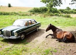 Elegante Rencontre Frenchstyle Thesocialitefamily Wild Campagne Mercedes Horse Leperche Horses Animals Wild