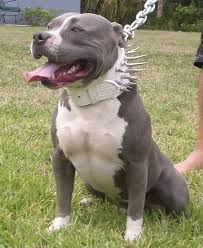 Pitbull Spiked Collars And Harnesses Chain And Spiked Collar Pets Dogs Breeds Pitbulls American Pitbull Terrier
