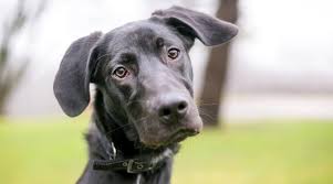 Thank you brian for rescuing him and sharing his story with us. Great Dane Labrador Retriever Mix Labradane Breed Information