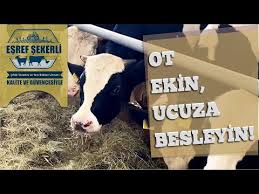 Boga Adayi Erkek Simental Dana Satisimiz Baslamistir Damizlik Dana Inek Simental Holstein Youtube
