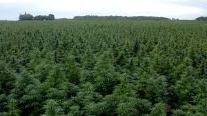 A place for all the ents' wallpaper needs. What A 100 Acre Cannabis Farm Looks Like Herb