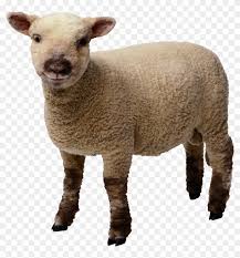Today we are thrilled to have a wovember words post from diane falck aka the spinning shepherd. Baby Sheep Standing Lamb Transparent Background Hd Png Download 989x1024 466368 Pngfind