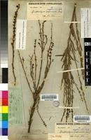 Image result for Gomphostigma