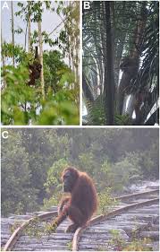 Tropical rainforests, such as the amazon rainforest in south america, daintree rainforest in australia, and the congo rainforest in africa, are home there are around 2,800 palm species in the world. Orangutans Venture Out Of The Rainforest And Into The Anthropocene Science Advances