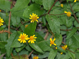 Image result for Acmella