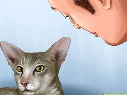 The smallest domestic cat breed, the singapura is an extroverted, playful feline sometimes called a pesky people cat. this breed thrives on attention and interactive play. How To Identify A Singapura Cat 9 Steps With Pictures Wikihow