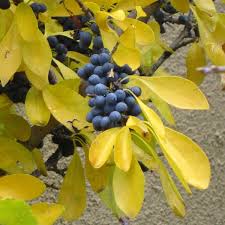 Image result for Priva curtisiae