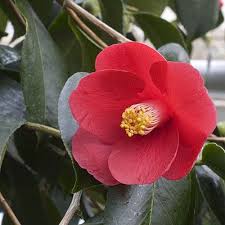 Camelia Japonica Tsubaki Camellia Spp In Japanese Flower Language The Red Camellia Means Humility Discretion And L Yuletide Camellia Flowers Trees To Plant