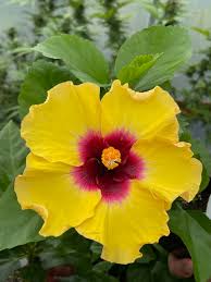 Image result for Hibiscus