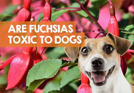 Another beautiful flower that ranks among the plants toxic to dogs and cats are dahlias. Are Fuchsias Poisonous To Dogs Berries Flowers Seed Pod Toxicity