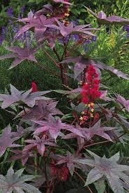 A collection of foliage/filler plants will offer more flexibility with the design and planting of your hanging baskets, containers and window boxes. Fast Growing Fillers Finegardening