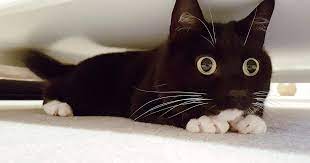 Rescue Cat Has Amassed Thousands Of Followers Thanks To Her Startled Expression Cute Animals Animal Stories Cat Facts