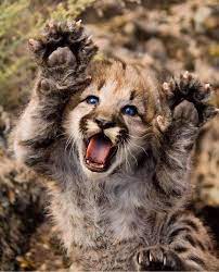 Baby Mountain Lion Is The Cutest Thing I Ve Ever Seen They Are One Of The Largest Cats In North America An Animals Wild Wild Animals Photos Baby Animals Funny
