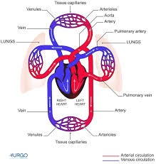 Veins carry blood toward the heart. Cardiovascular System