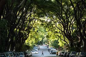 We did not find results for: Bajo Un Cielo De Hojas Por Belgrano R Historias En Verde