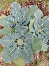 We did not find results for: My First Attempt At Growing Broccoli Gardening