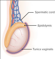 Image result for Testicle