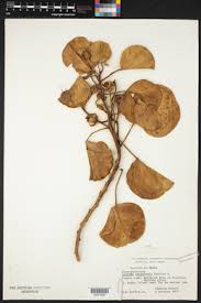 Image result for Ipomoea coscinosperma