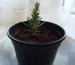 Brown and black needles on your plant may be a sign that you have been overwatering and that you have root rot. Expert Advice On Rosemary Herb Care Gardenfocused Co Uk