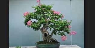 Lalu apa itu tanaman bonsai? V2 Xwvlvy3s Am