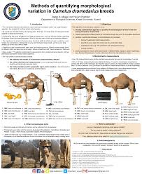 And each hump can store up to 36 kilograms of it that can sustain the camel for weeks or even months. Pdf Methods Of Quantifying Morphological Variation In Camelus Dromedarius Breeds