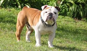 Benefits often don't cover cost of treatment. Lorabull British Bulldogs Home Facebook